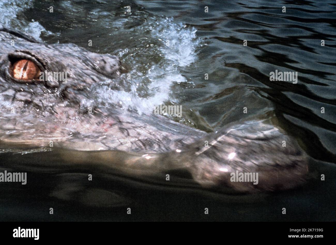 CROCODILE SCENE, CROCODILE 2: DEATH SWAMP, 2002 Stock Photo