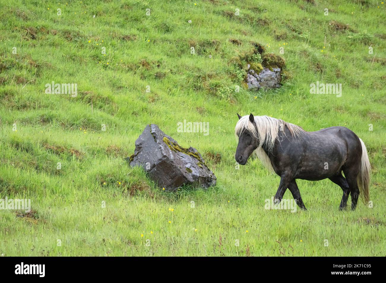 Dark dapple gray Icelandic horse with cream colored mane and tail, walking on a hillside of spring green grass Stock Photo