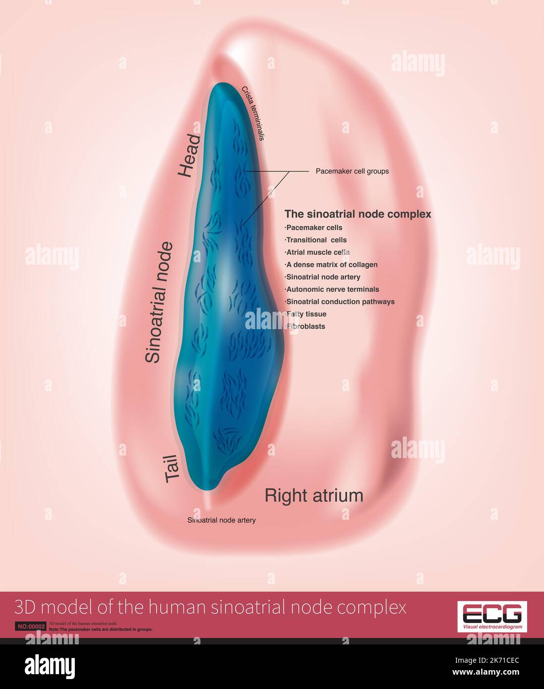 sinoatrial-conduction-pathway-hi-res-stock-photography-and-images-alamy