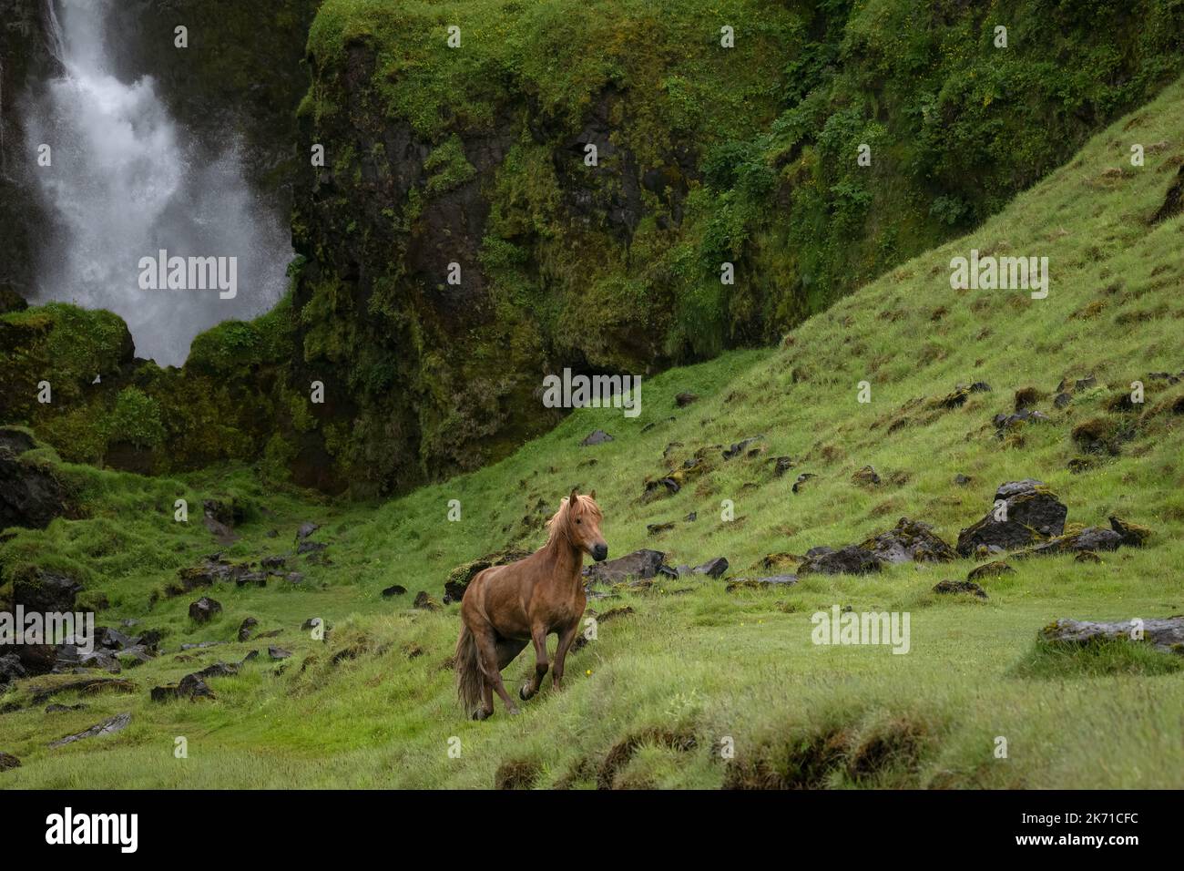 Icelandic horse walking on a green hillside in front of a waterfall Stock Photo
