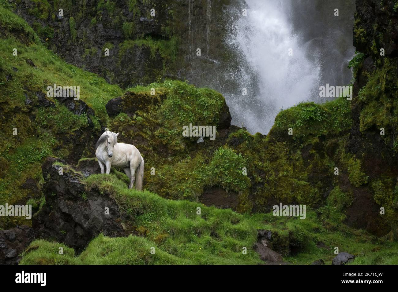 Gray (white) horse standing in front of a waterfall surrounded by moss covered rocks Stock Photo
