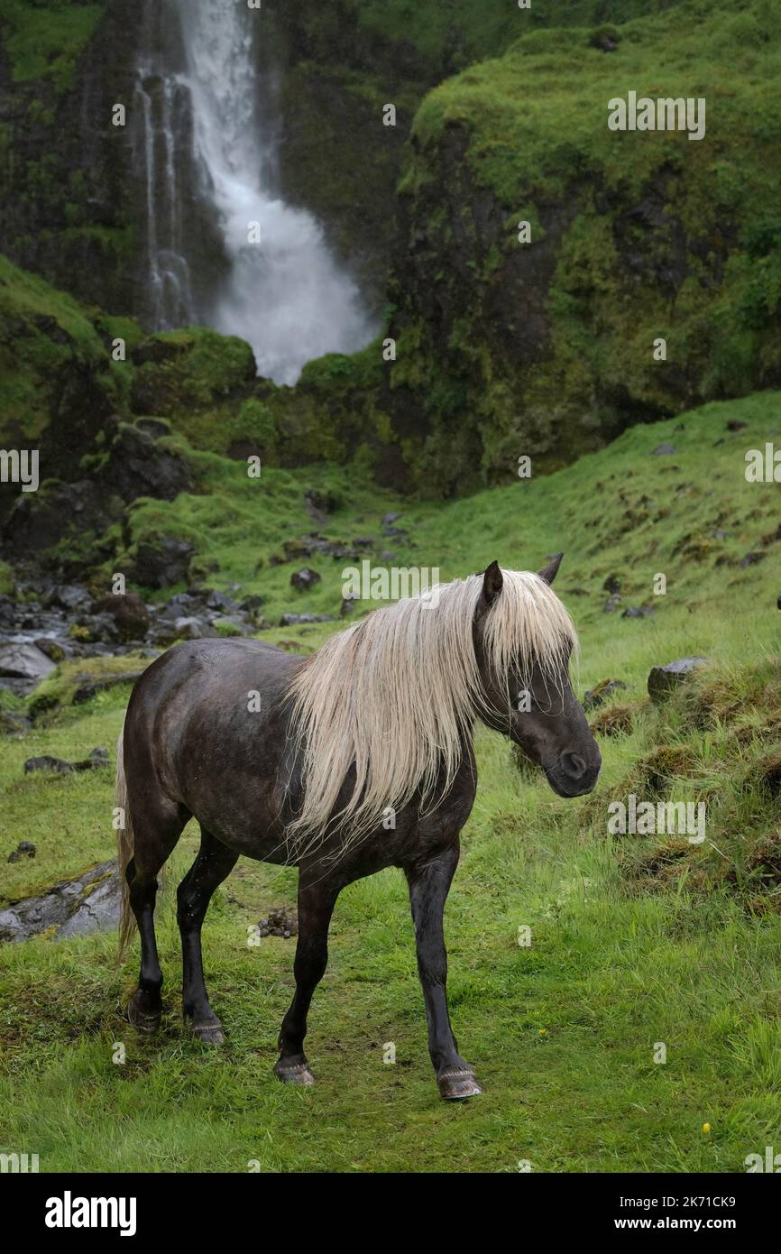 Dapple gray Icelandic horse with cream colored tail and mane, walking on a green hillside in front of a waterfall Stock Photo