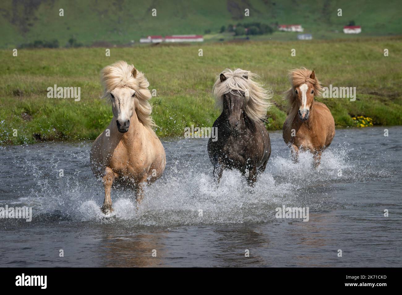 Three Icelandic horses running through a river Stock Photo
