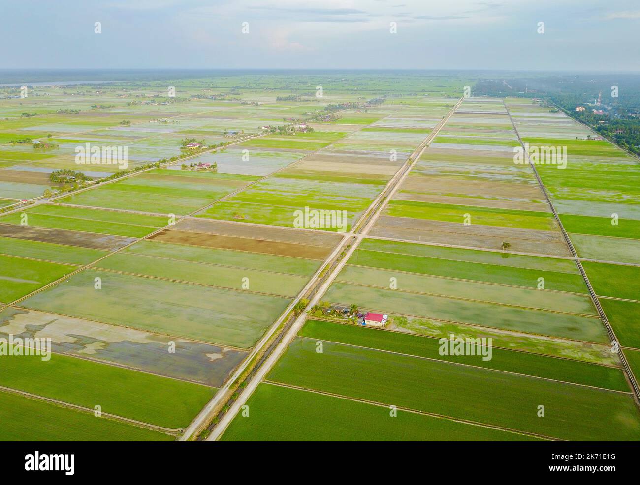 Aerial view of green paddy field at south east Asia Stock Photo - Alamy