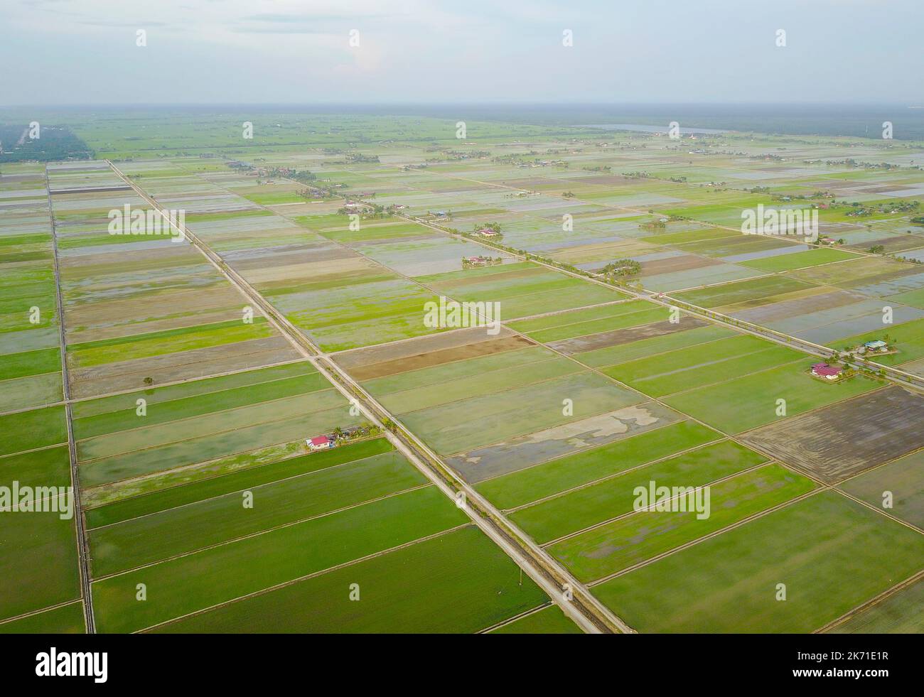 Aerial view of green paddy field at south east Asia Stock Photo - Alamy