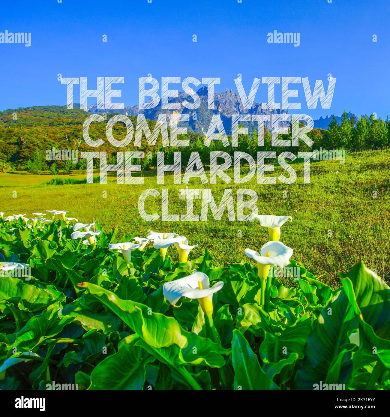 wallpaper-quotes-with-nature-background