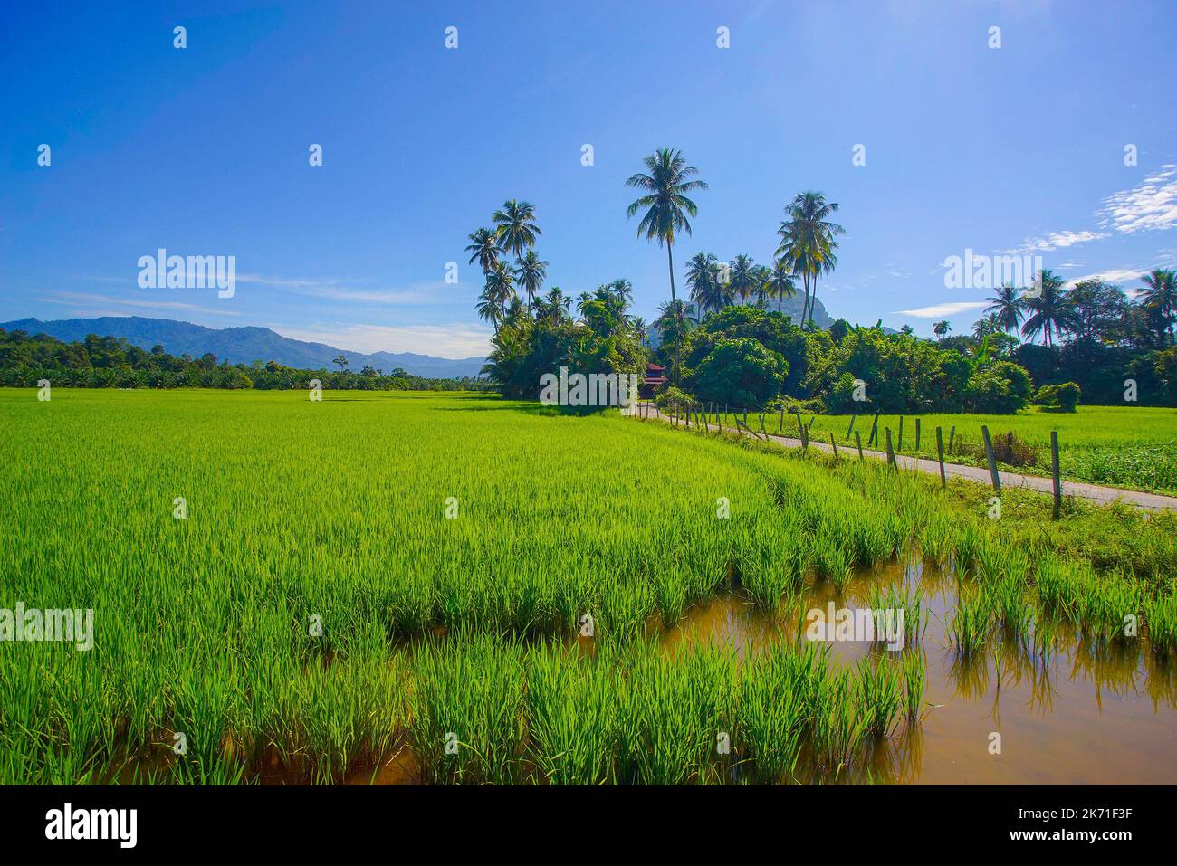 Morning sunlight in a green paddy field Stock Photo - Alamy
