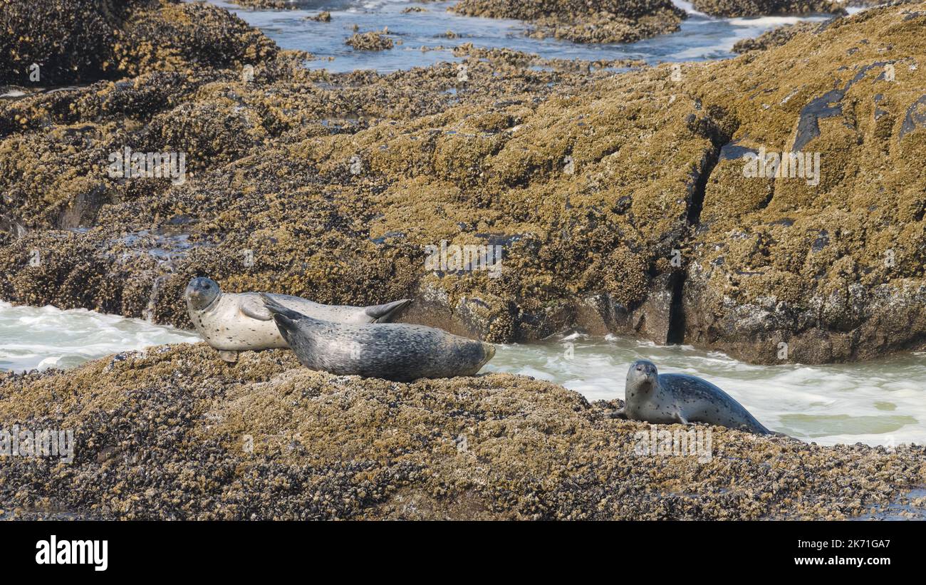 Three harbor seals basking on a rocks in the sunshine on the edge of the Pacific Ocean on the Oregon Coast Stock Photo