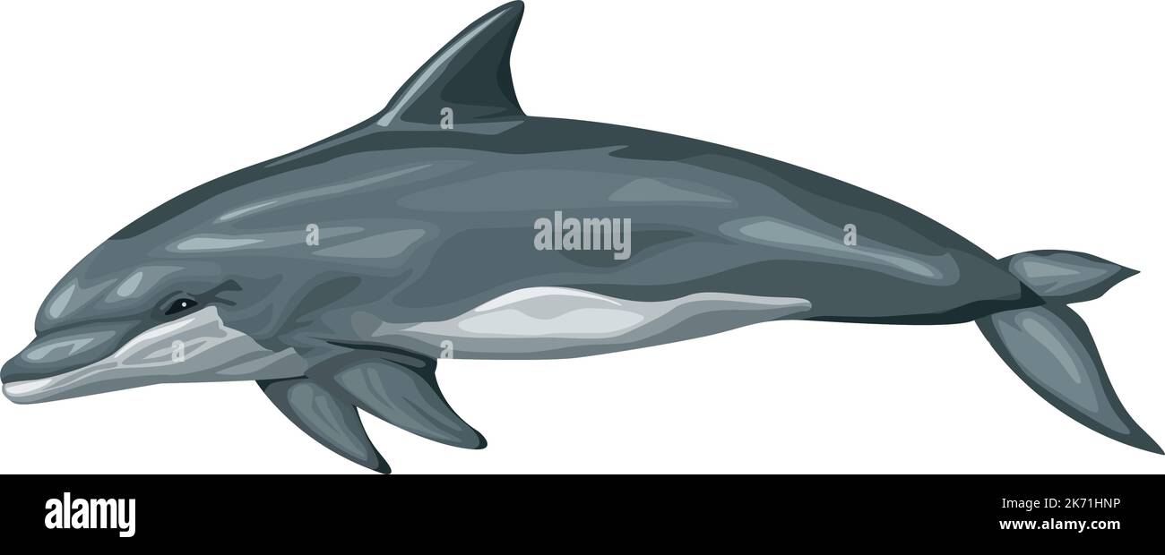 bottlenose whale sealife Stock Vector Image & Art - Alamy