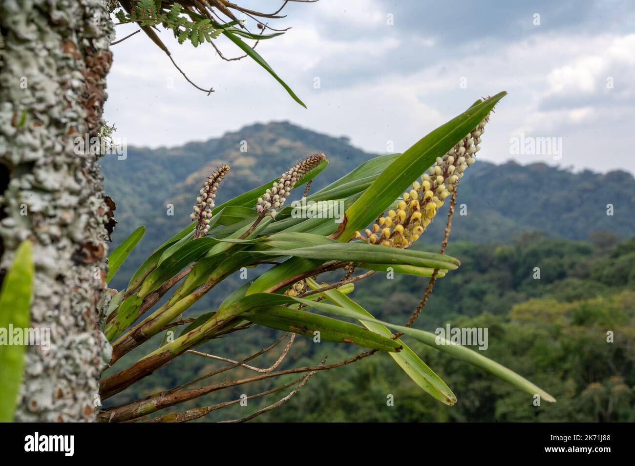 Uwinka, Rwanda. 06th Oct, 2022. An orchid (Polystachya adansoniae) blooms on a tree in Rwanda's Nyungwe National Park. About 220 orchid species are native to the mountain rainforest. (to dpa: 'Peter Wohlleben visits 'his tree' in the rainforest of Rwanda') Credit: Peter Zschunke/dpa-Zentralbild/dpa/Alamy Live News Stock Photo