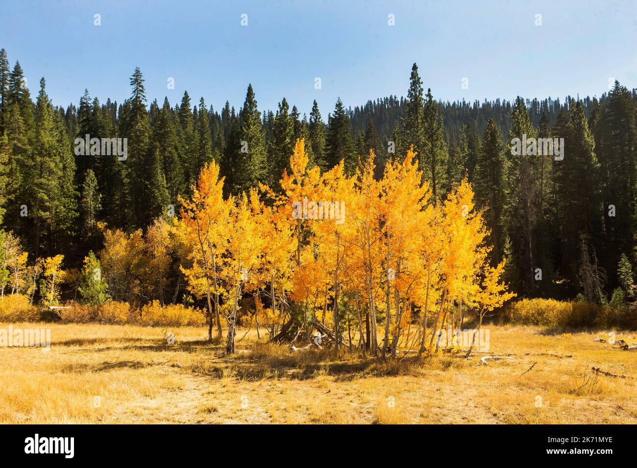 Crystal Bay, CA, USA. 13th Oct, 2022. White birch trees are changing colors in the Tahoe National Forest, adding color to the forest with fall blanketing the area. (Credit Image: © Marty Bicek/ZUMA Press Wire) Stock Photo