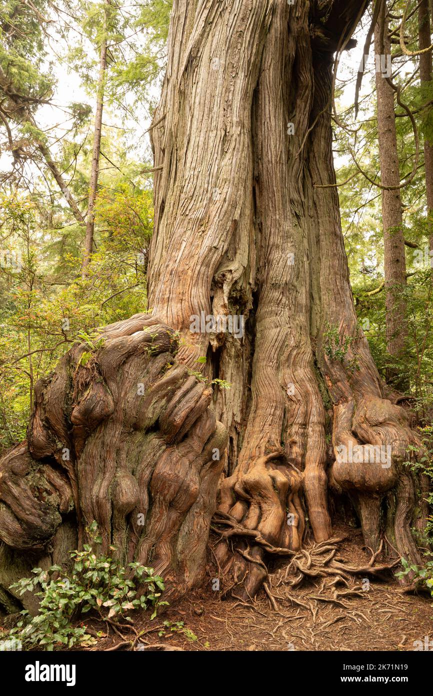 WA22289-00...WASHINGTON - One of the big Western Red Cedar trees found at the Grove of Bid Cedars in Olympic National Park. Stock Photo