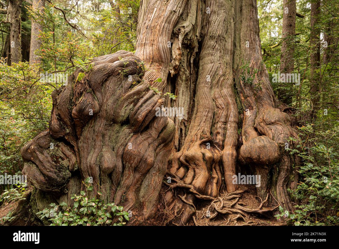 WA22290-00...WASHINGTON - Massive base of a venerable Western Red Cedar tree viewed on the Big Cedar Nature Trail in Olympic National Park. Stock Photo