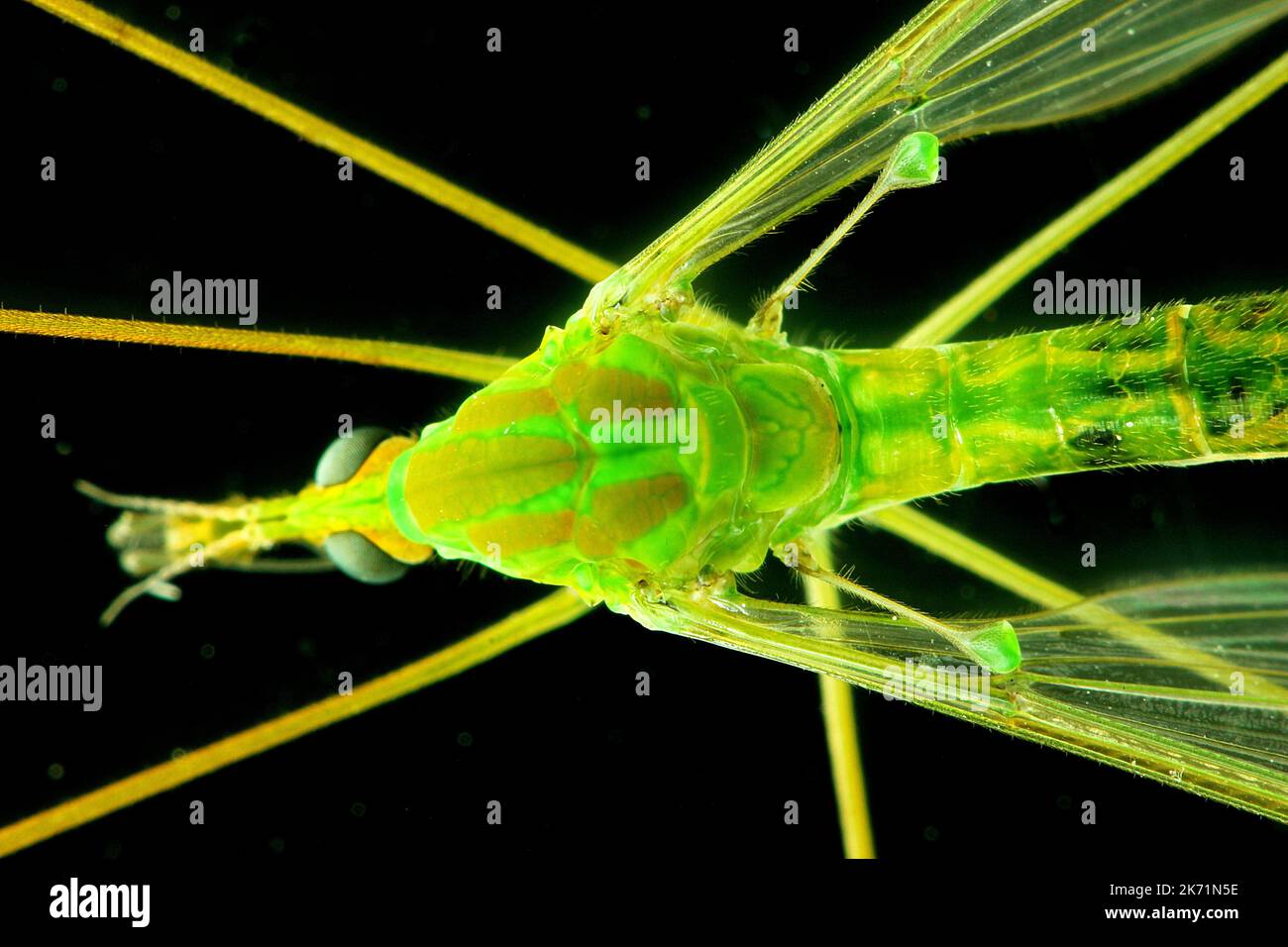 Cranefly (Diptera) halteres used for balance during flight Stock Photo
