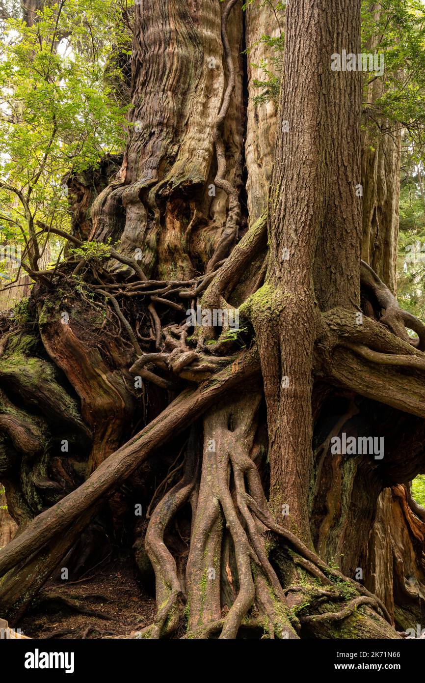 WA2229400...WASHINGTON Base of old Western Red Cedar tree with a