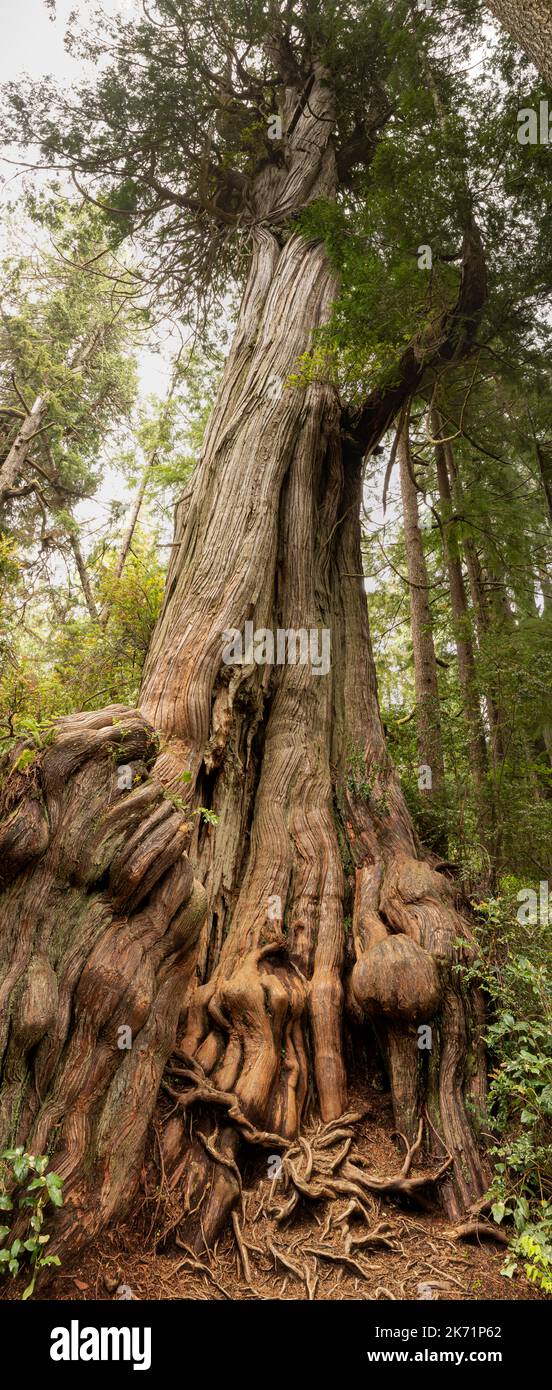 WA22305-00...WASHINGTON - Old Western Red Cedar in the Grove of Big Cedars in  Olympic National Park. Stock Photo