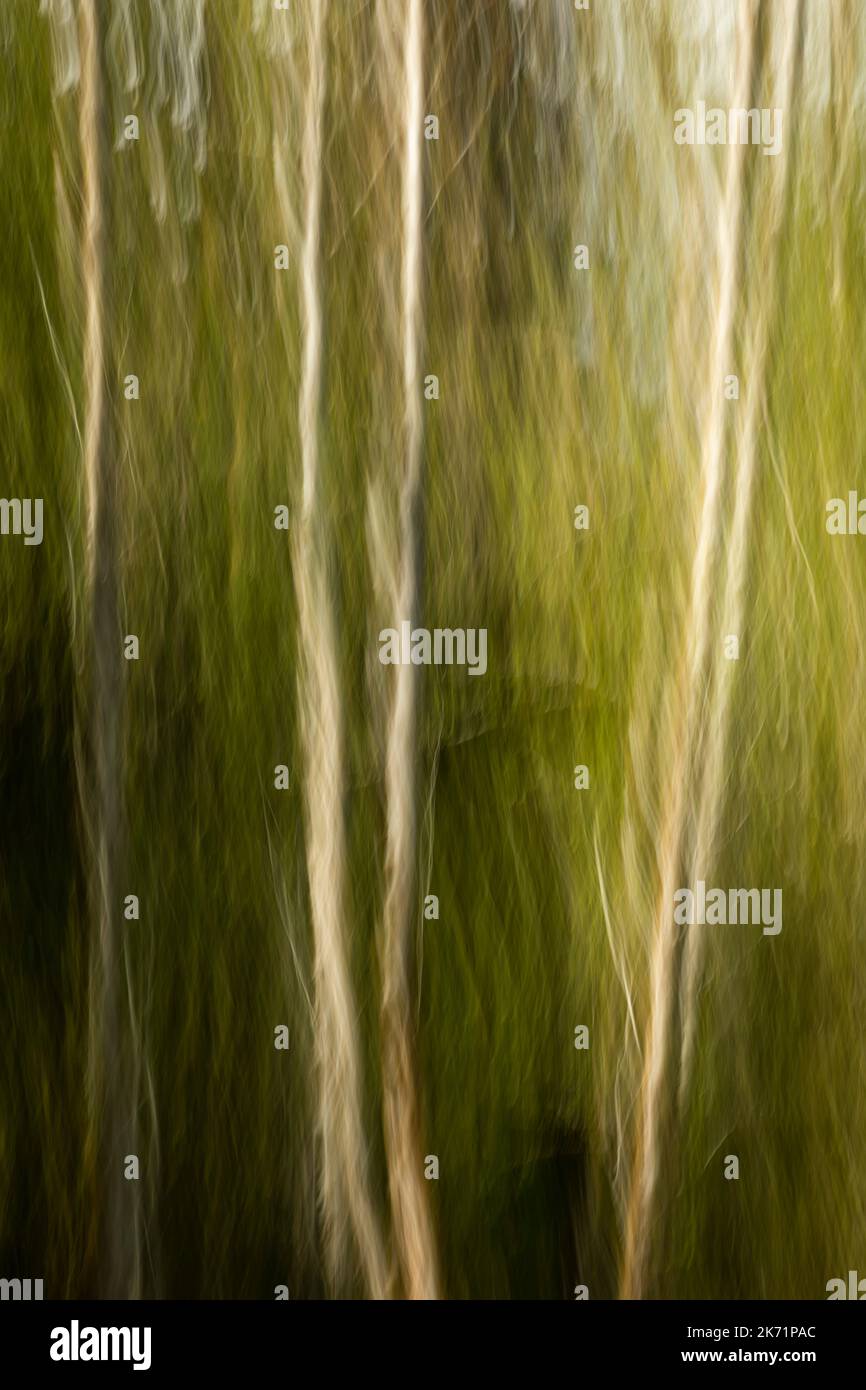 WA22311-00...WASHINGTON - Blurred image of trees in the Hoh Rain Forest of Olympic National Park. Stock Photo