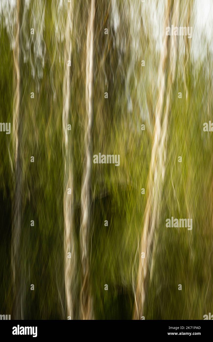 WA22310-00...WASHINGTON - Blurred image of trees in the Hoh Rain Forest of Olympic National Park. Stock Photo