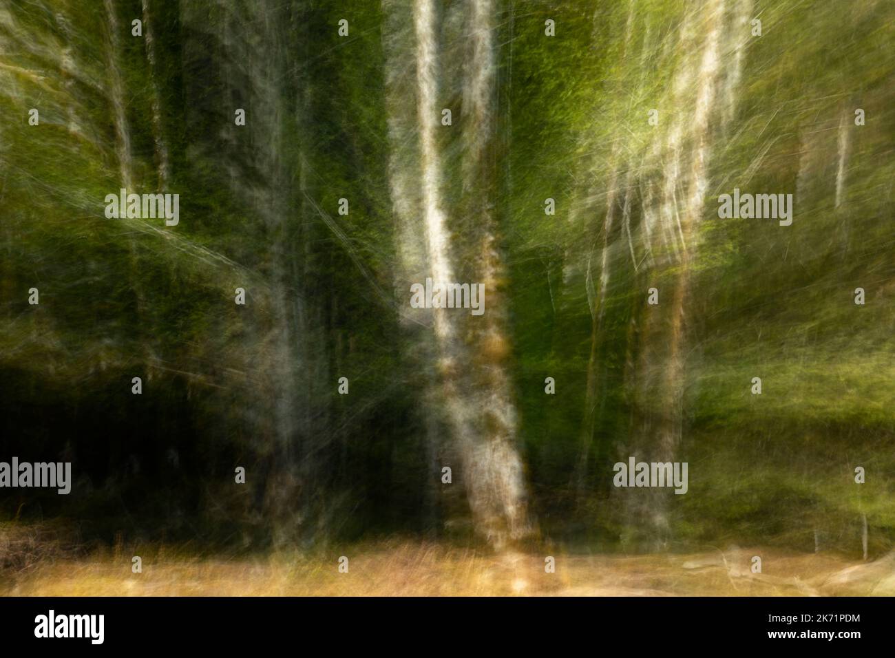 WA22313-00...WASHINGTON - Blurred image of trees in the Hoh Rain Forest of Olympic National Park. Stock Photo