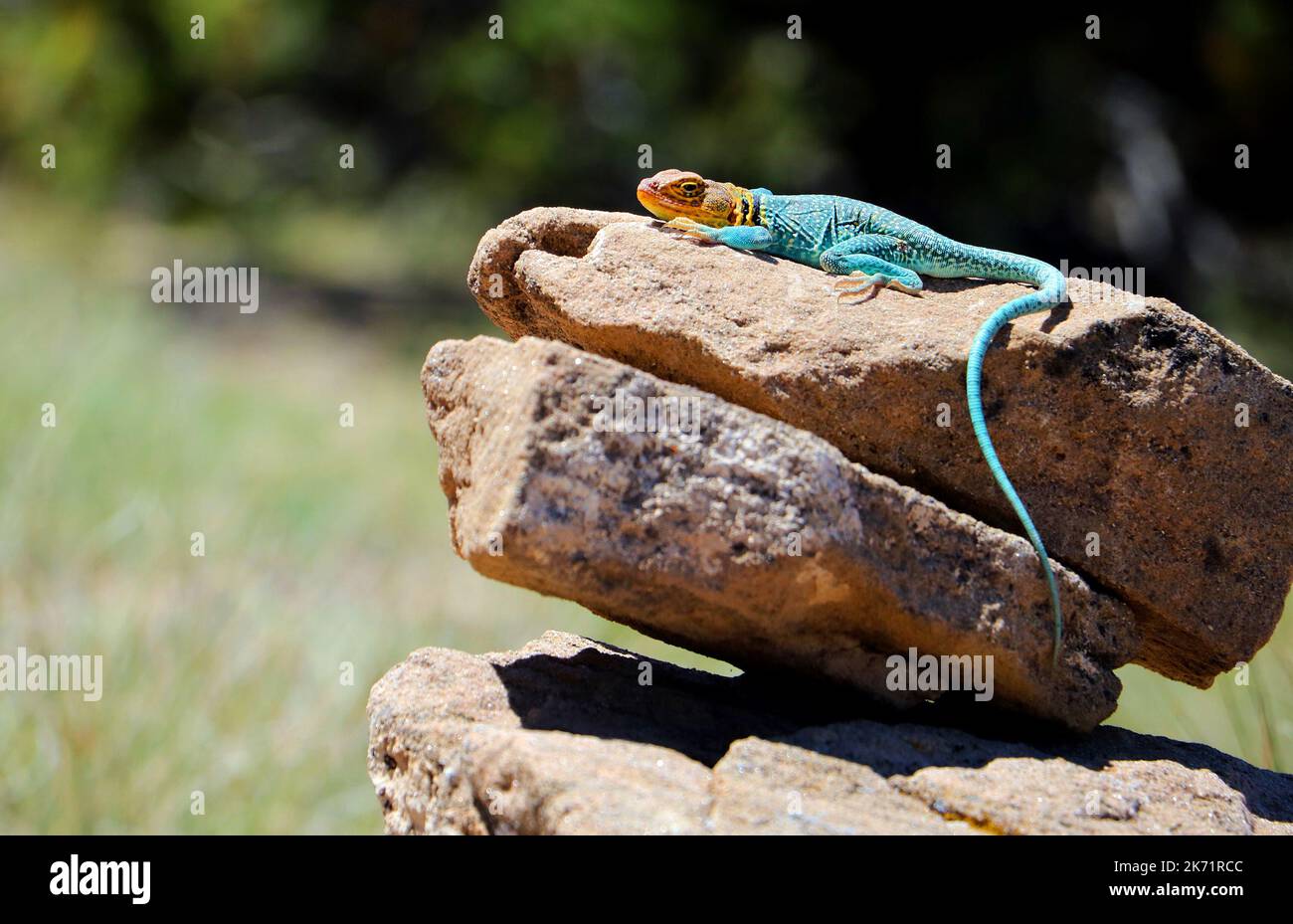 Eastern collared lizard sunbathes on a sandstone rock in the Colorado