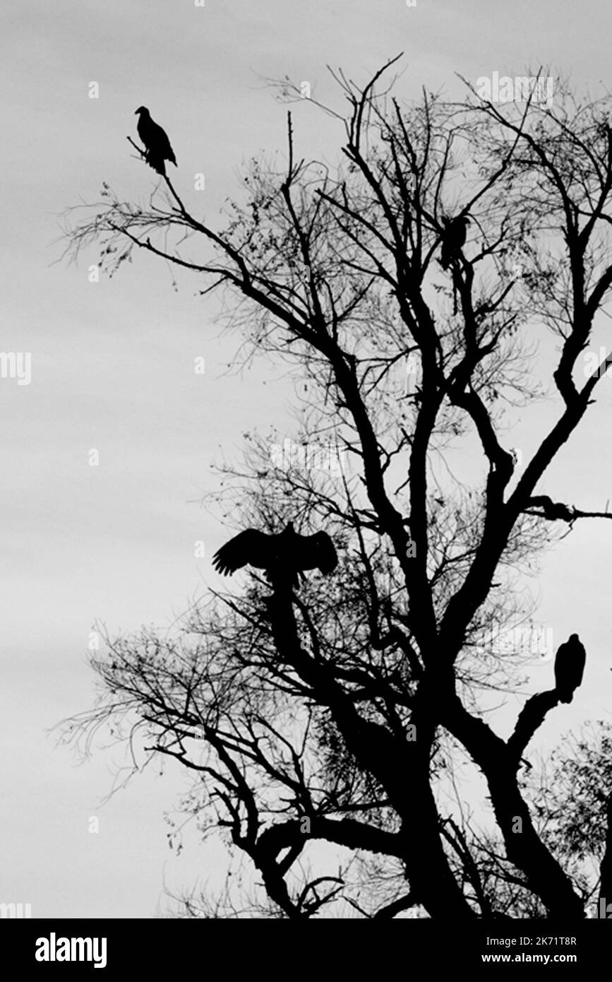 Pacific Coast Birds Stock Photo Alamy