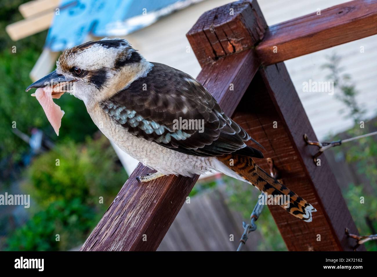 An Australian kookaburra with a piece of chicken meat in its beak. The kookaburra is not native to the island state of Tasmania,  but is an introduced species. Stock Photo