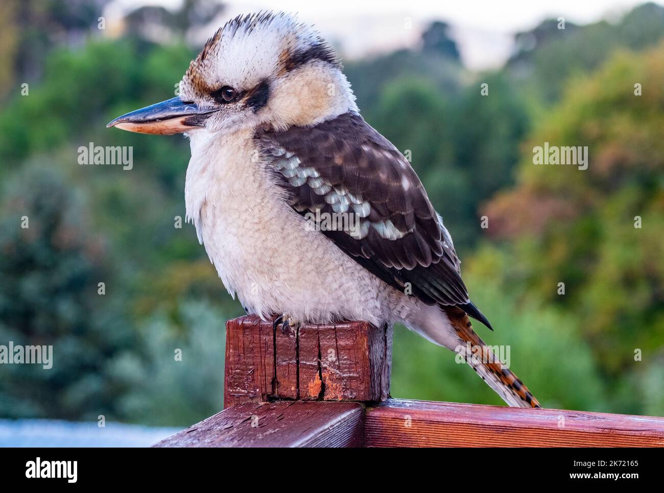 A juvenile Australian kookaburras perched on a post in a suburban garden in Hobart, Tasmania. The kookaburra is not a native species to the island state of Tasmania, but was introduced in the 1950s Stock Photo