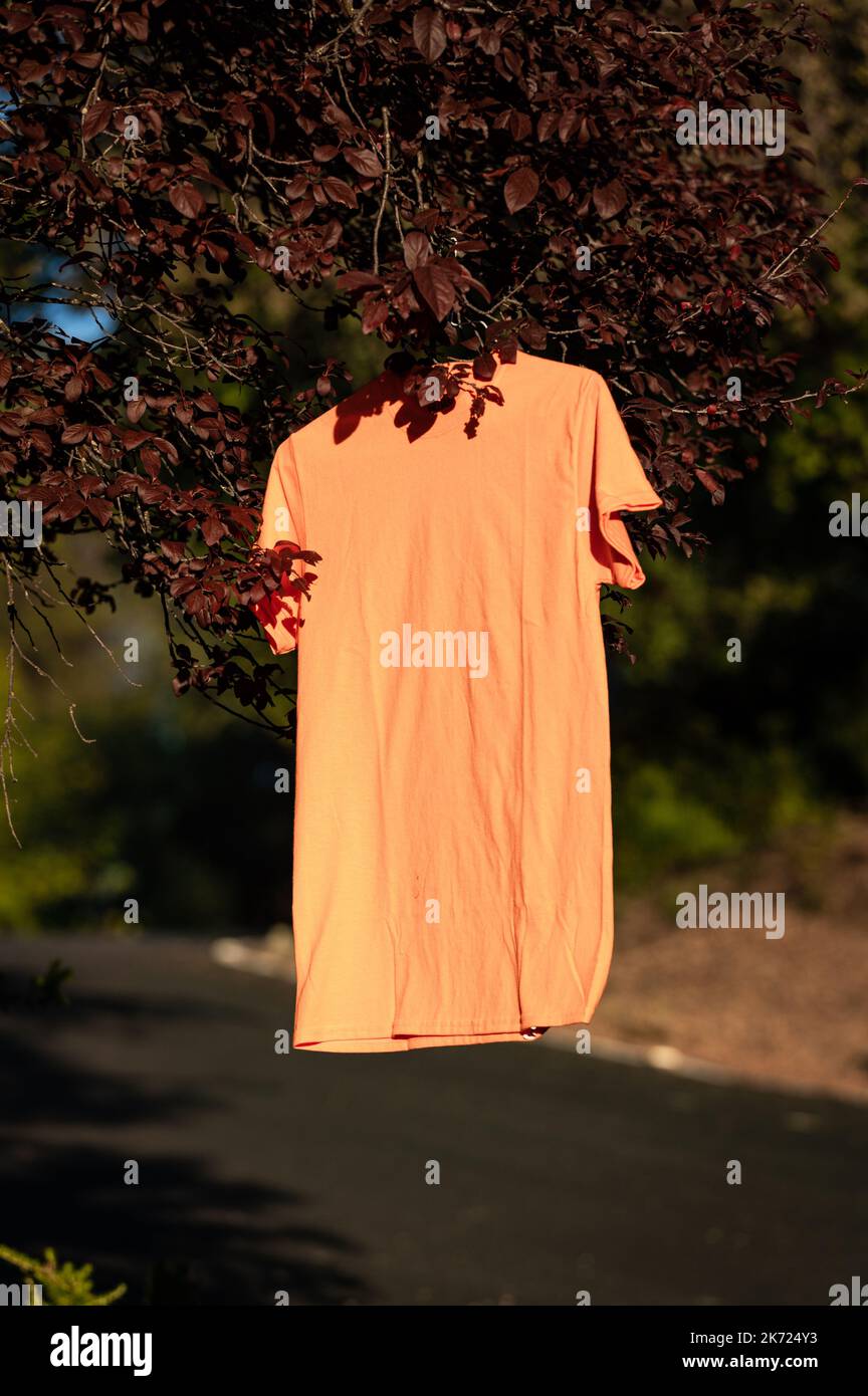 An orange shirt hangs in a tree for an Every Child Matters/Orange Shirt Day event on Sept 30.The event drew attention to Indian residential schools. Stock Photo