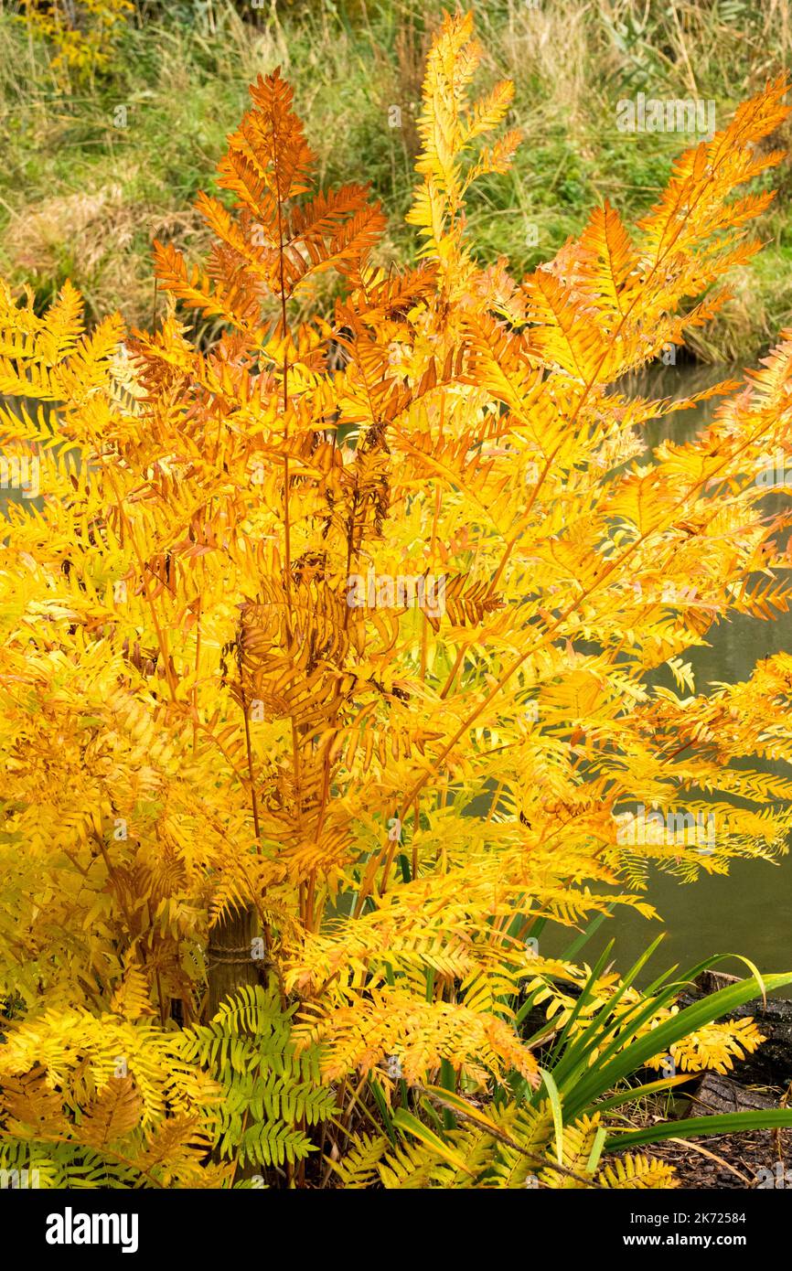 Osmunda regalis, Autumn, Royal Fern leaves Stock Photo