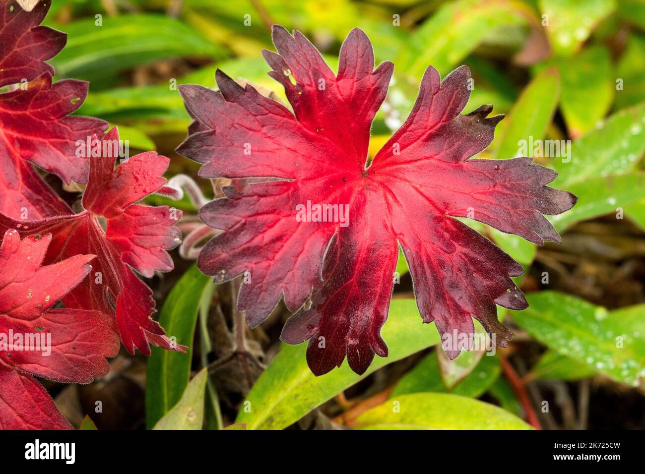 Hardy, Geraniums, Leaves, Autumn, Colour, Red Geranium wlassovianum, Cranesbill, Geranium, Dark Reddish leaf Stock Photo