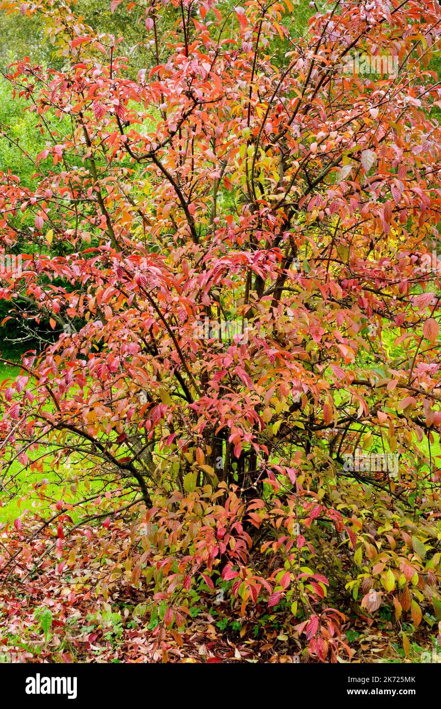 Viburnum x bodnantense 'Dawn' autumn shrub in garden Stock Photo
