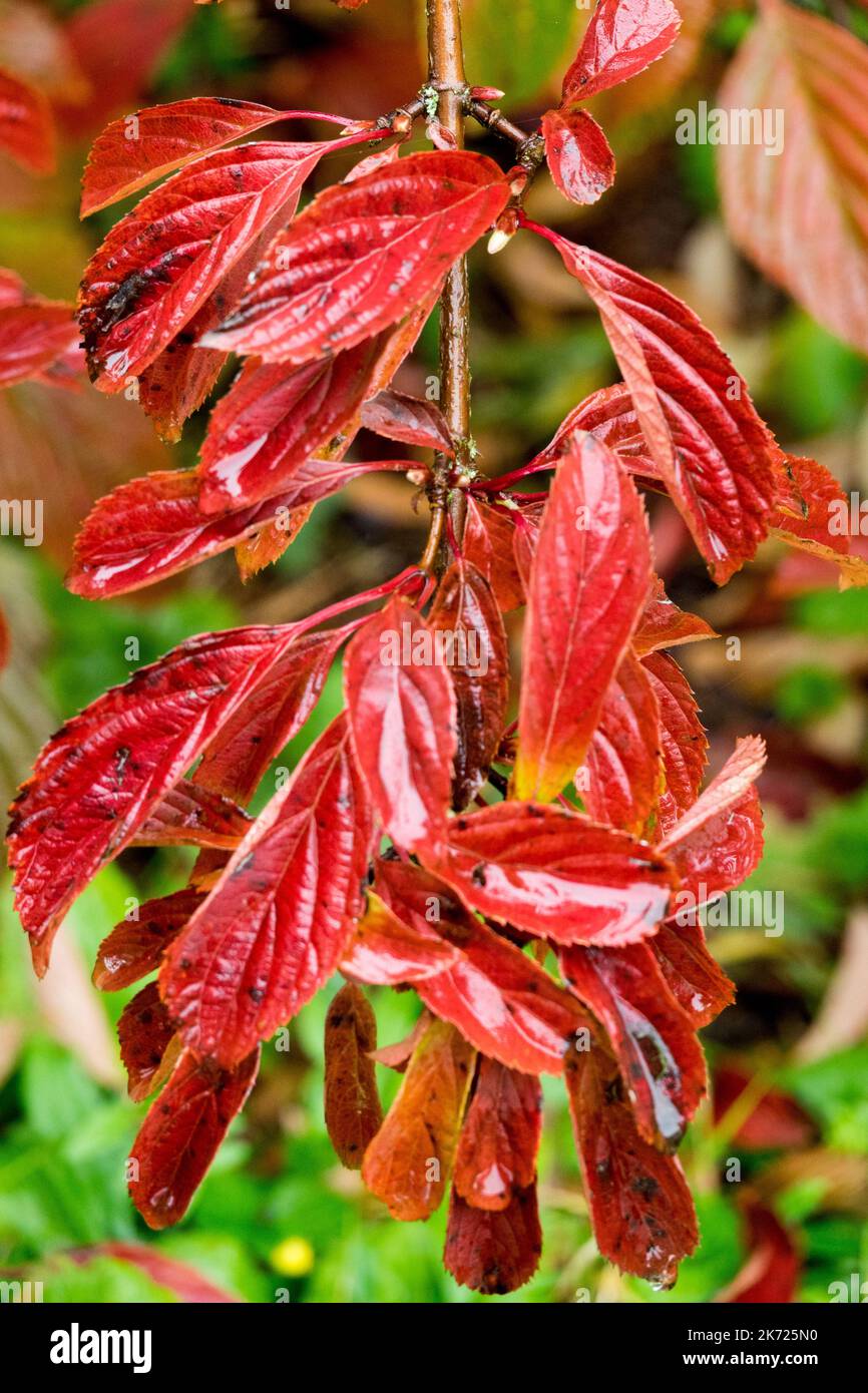 Autumn leaves on branch turn red Viburnum x bodnantense 'Dawn' Stock Photo
