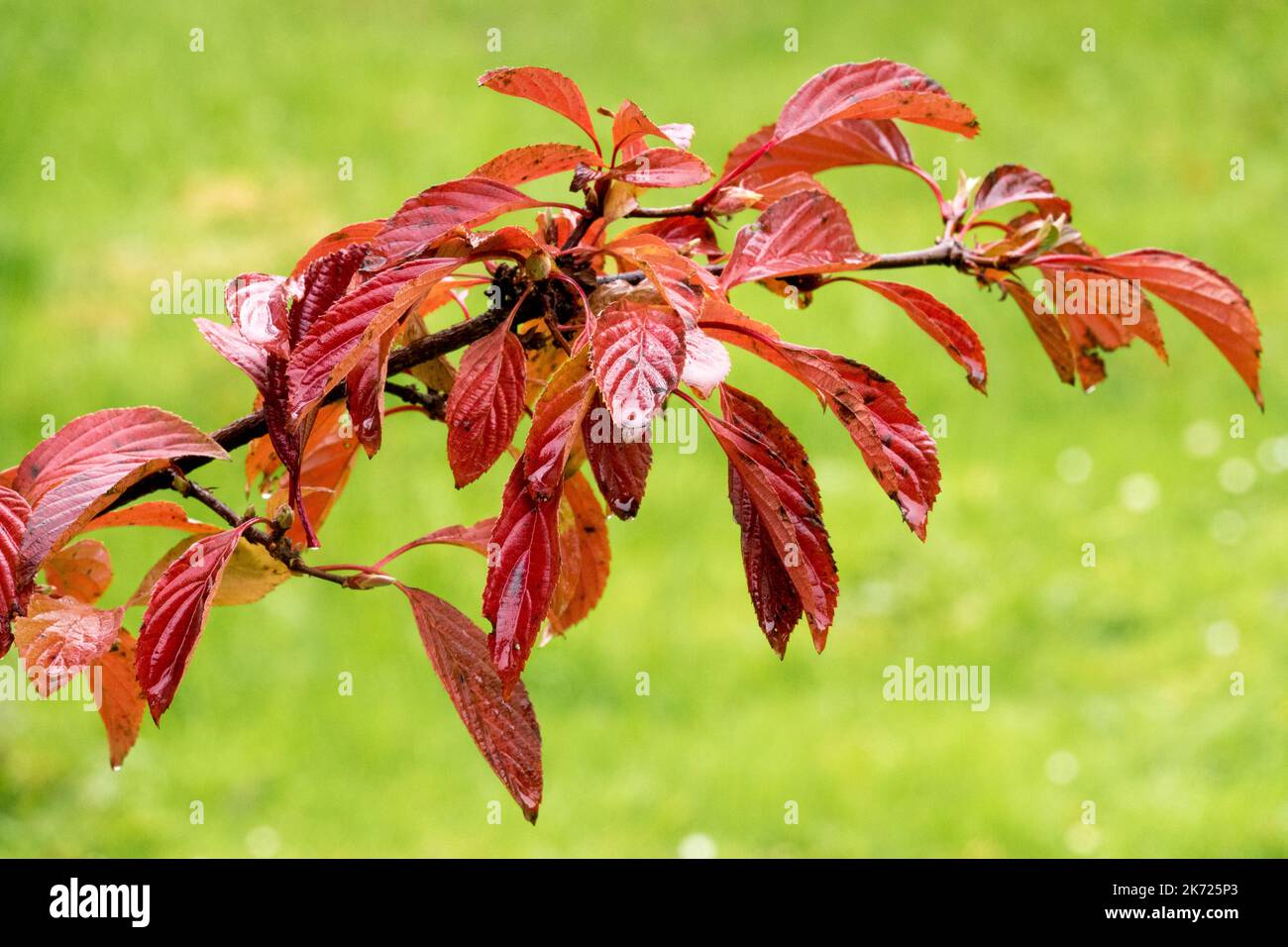 Bodnant Viburnum autumn Viburnum x bodnantense 'Dawn', Arrowwood, Autumn Leaves on Branch, Shrub, Red, Foliage Stock Photo