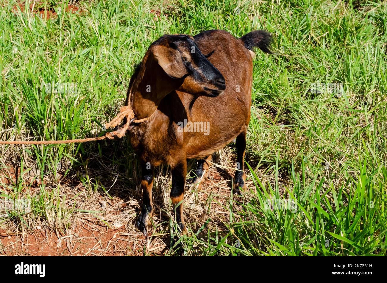 Goat With Head Turn Stock Photo Alamy
