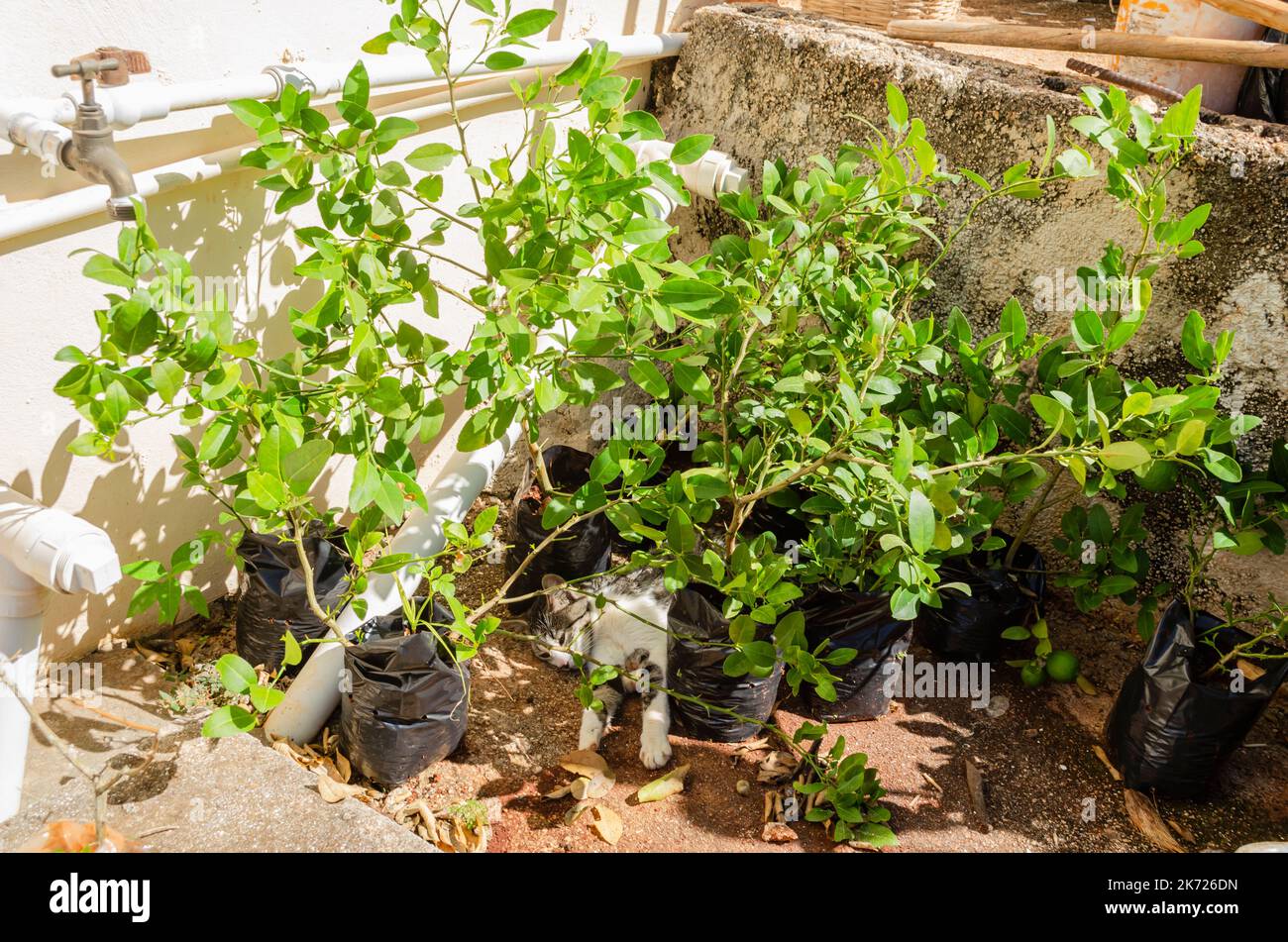 A black and white taby cat is sleeping among key lime plants in potting