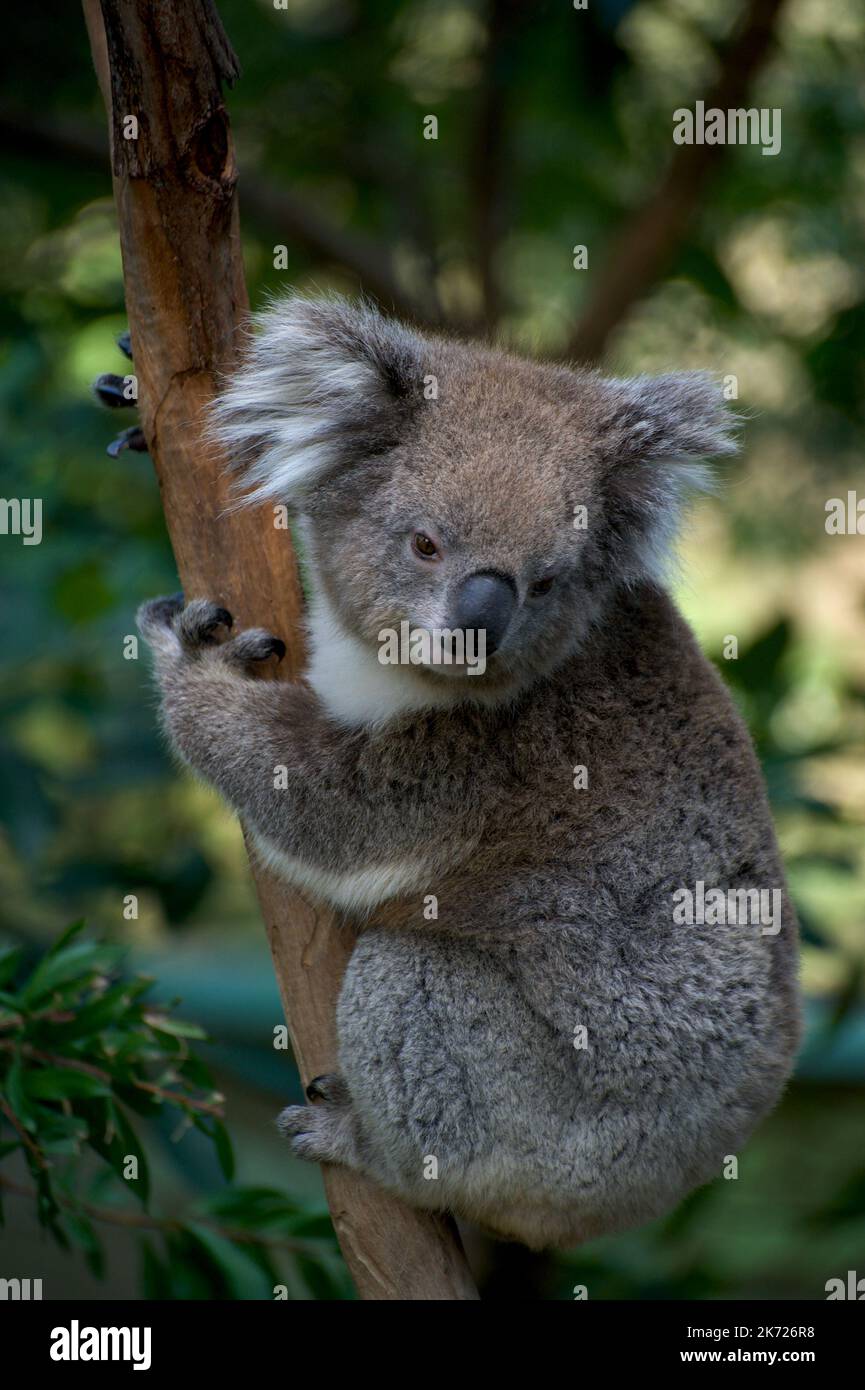 Koalas (Phascolarctos Cinereus) may not move a lot - but they are good at posing! This one lives at Healesville Sanctuary in Victoria, Australia. Stock Photo