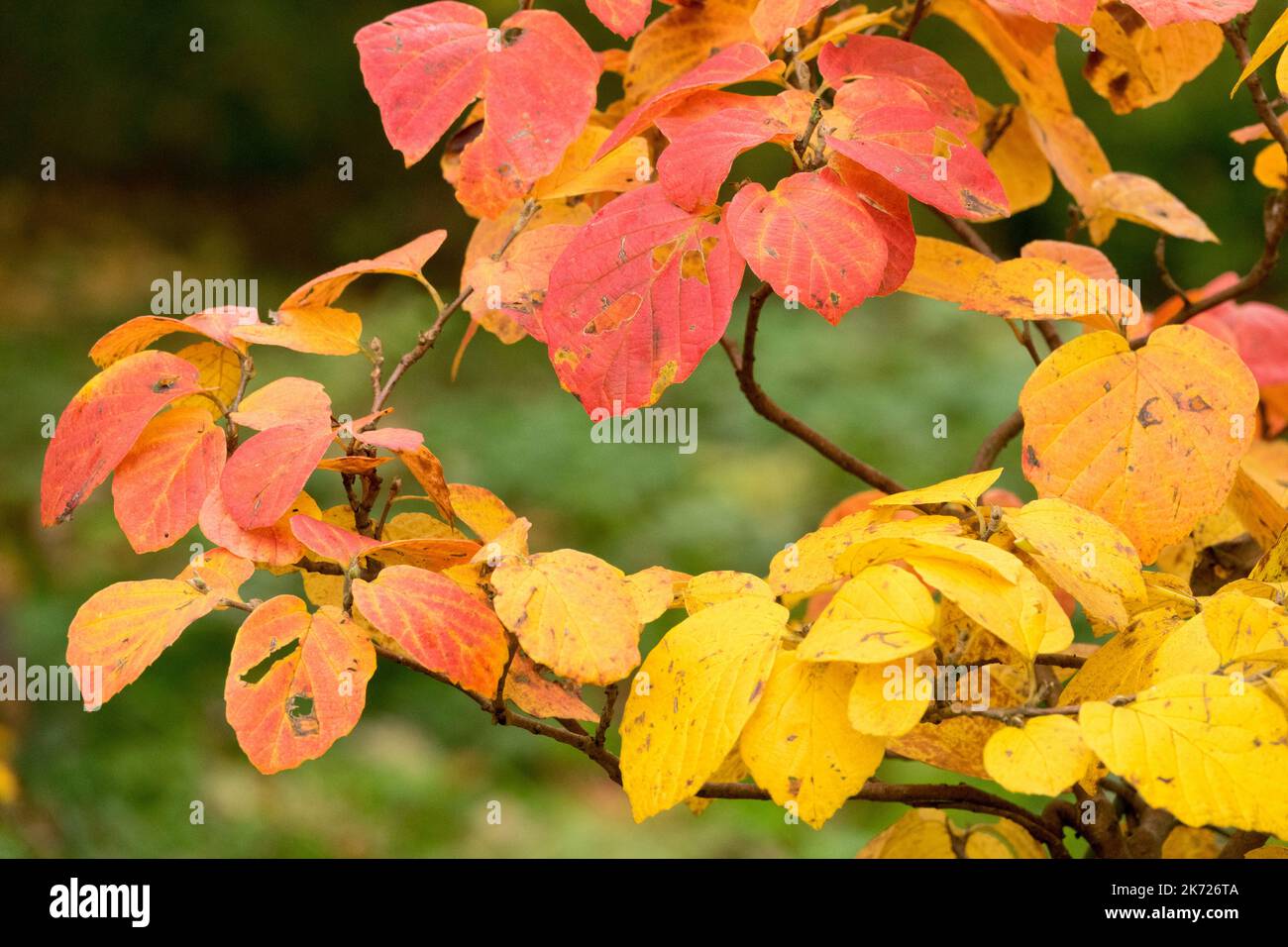 Fothergilla major, Autumn, Mountain Witch-Alder, Leaves, Branch, Shrubby, Plant, Witch alder, Large Fothergilla Monticola Stock Photo