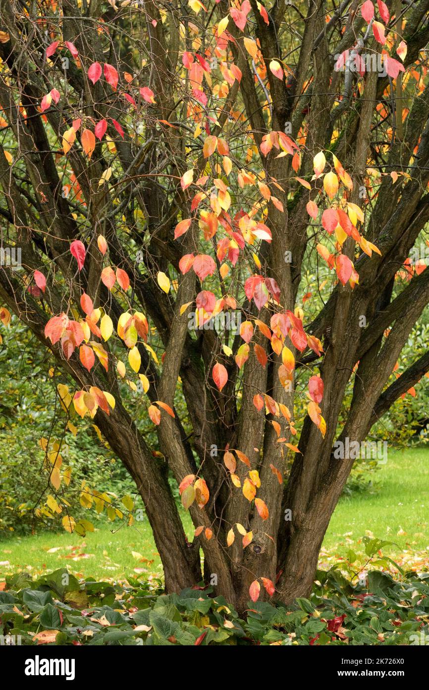 Sweet Viburnum lentago, Nannyberry Viburnum lentago, Shrub in Garden, Sheepberry, Viburnums, Autumn leaves in fall, Blackhaw native to North America Stock Photo