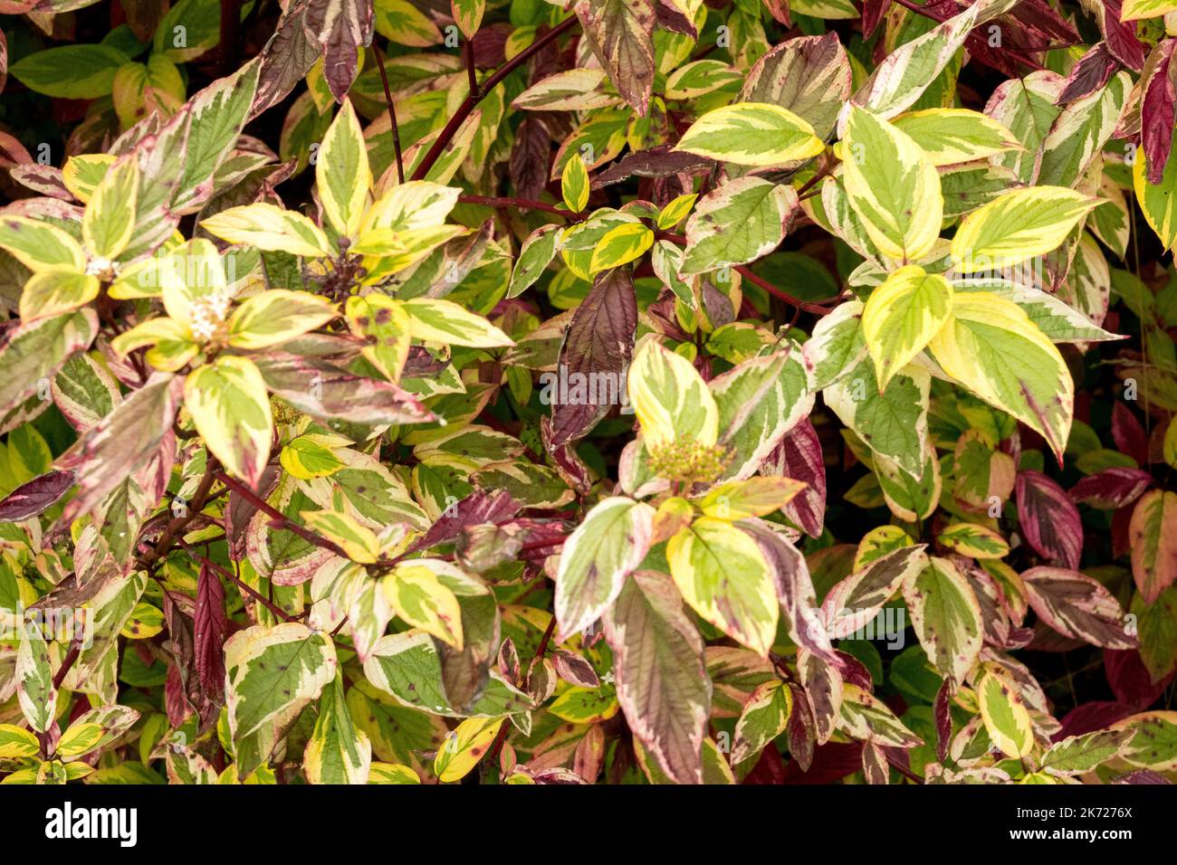 Cornus Alba Sericea 'Hedgerows Gold', Red Osier Dogwood, Redosier Dogwood, Autumn Dogwood, Garden Shrub Stock Photo
