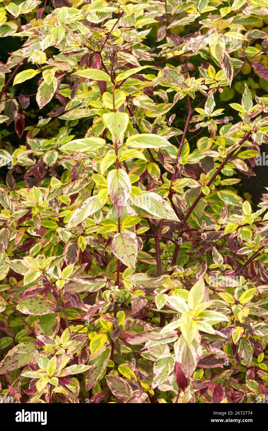 Cornus 'Hedgerows Gold' Red Twig Dogwood in autumn colour Stock Photo