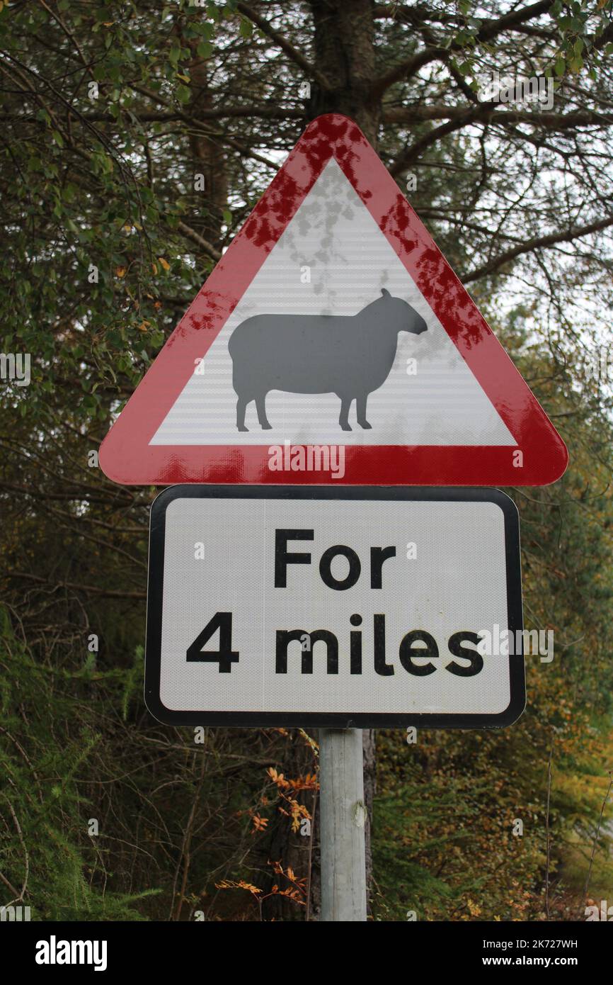 Sheep crossing for 4 miles sign in vertical format Stock Photo