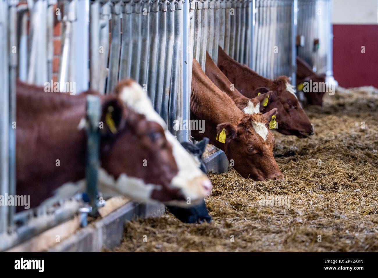 Jessheim 20221014.Cows stand in the barn at Jessheim. The farm is the
