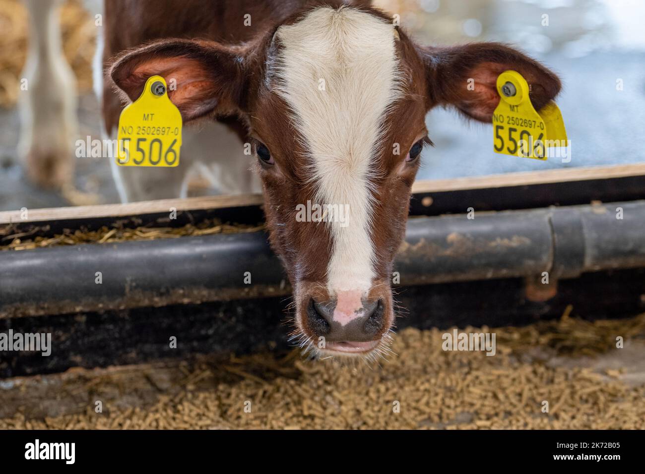 Jessheim 20221014.Cows stand in the barn at Jessheim. The farm is the