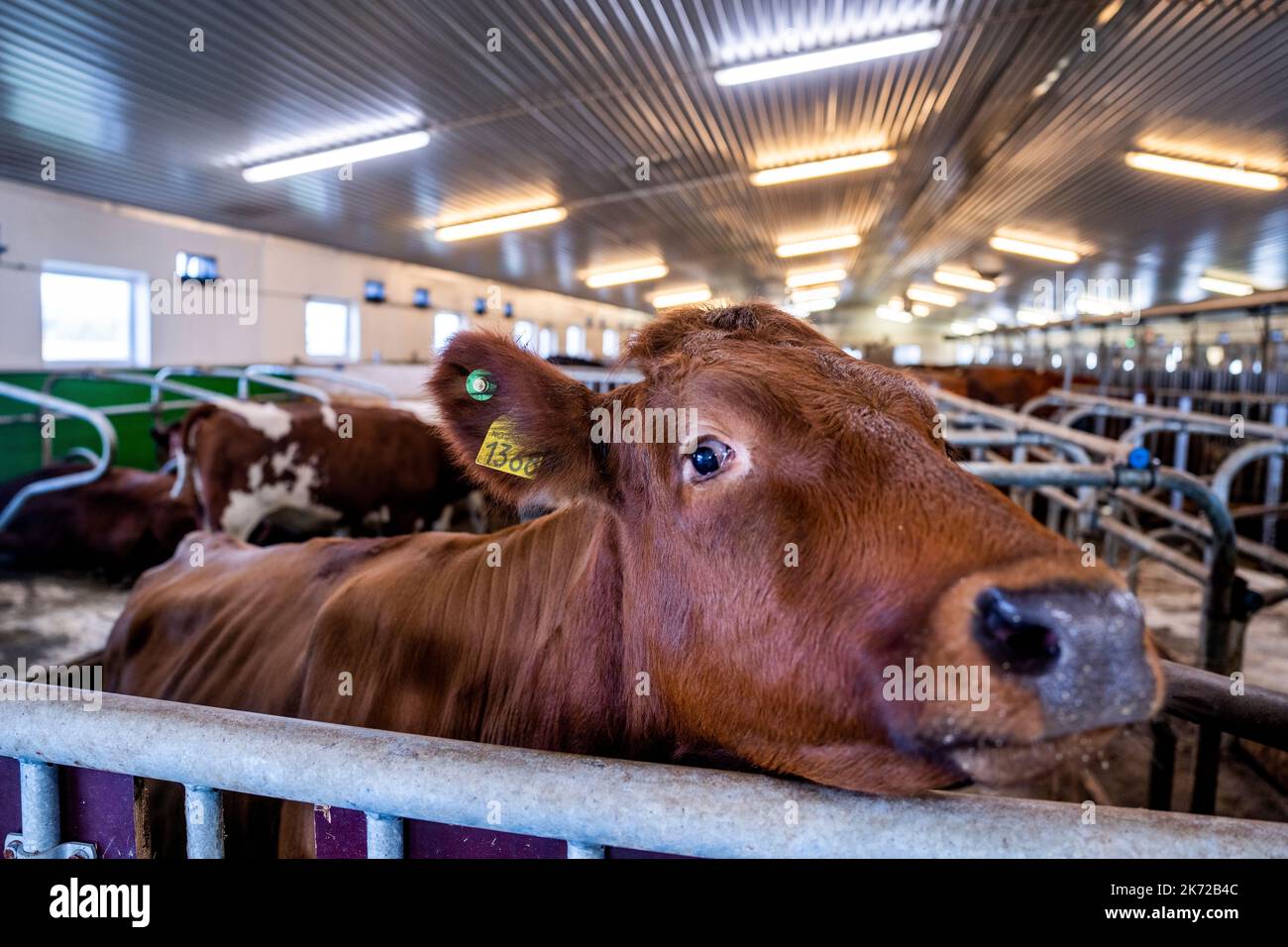 Jessheim 20221014.Cows stand in the barn at Jessheim. The farm is the