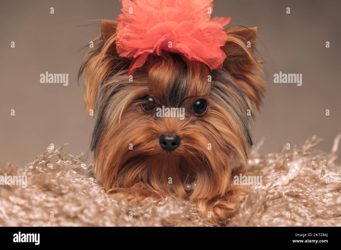 close up picture of sweet yorkshire terrier dog with red flower on head laying down on carpet and posing in front of beige background Stock Photo