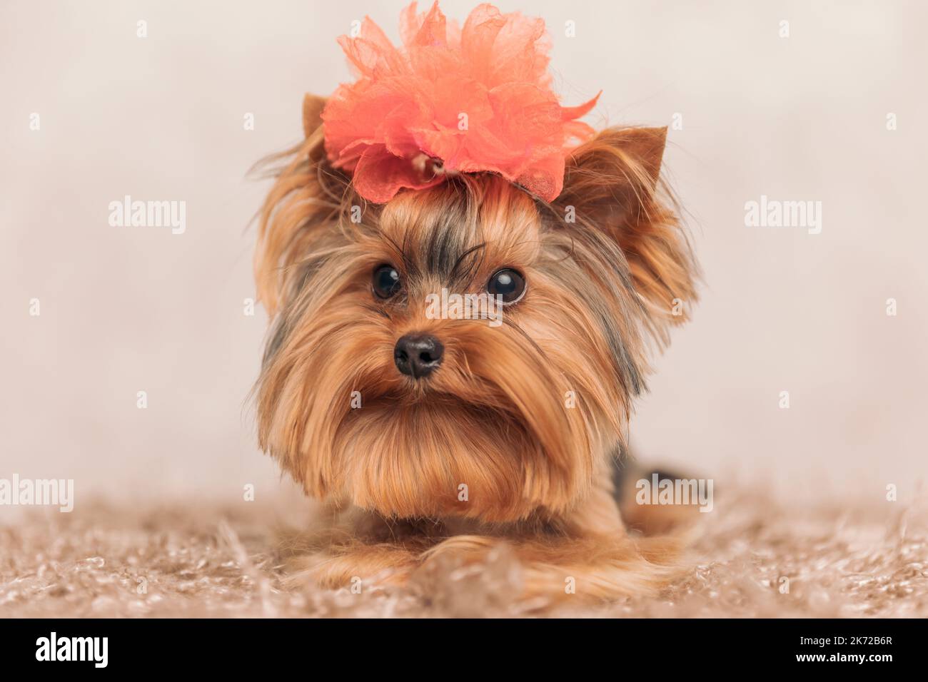 precious little yorkie dog with big red flower hat on head looking away while laying down on carpet in front of beige background Stock Photo