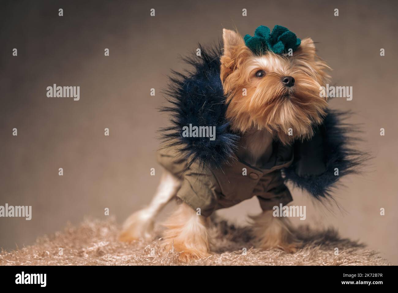 curious yorkshire terrier puppy wearing clothes and looking up