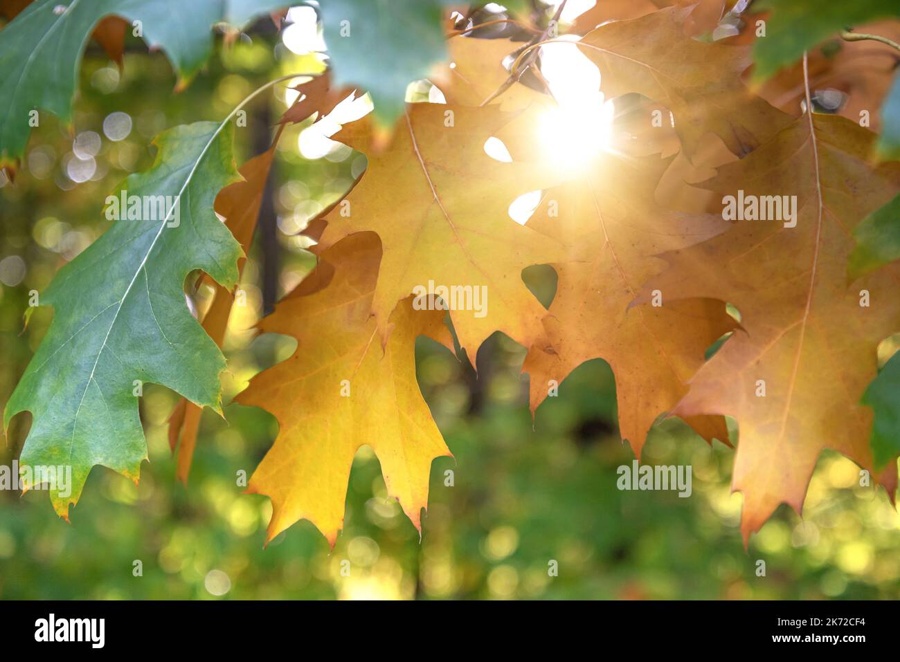 The sun shines through the autumn foliage Stock Photo - Alamy