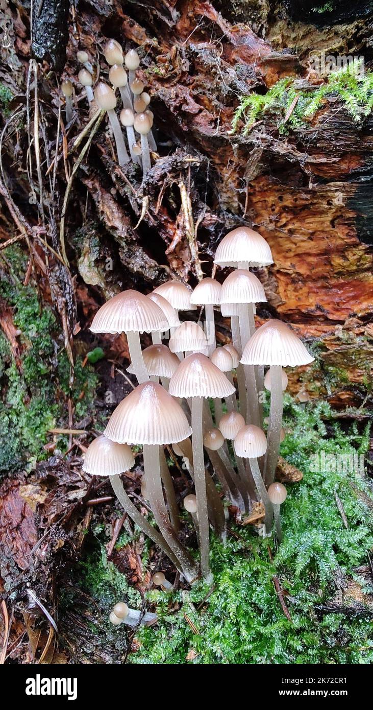 White Milking Bonnet - Mycena galopus - is an inedible species of fungus in the family Mycenaceae. Eberbach, Germany Stock Photo