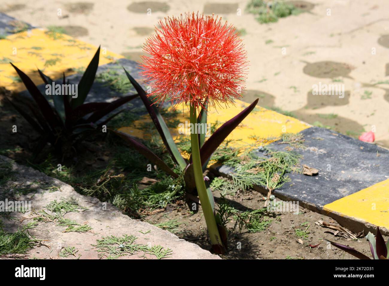 Fireball Lily (Scadoxus multiflorus) in bloom in a garden : (pix SShukla) Stock Photo